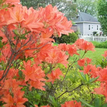 An Orange Azalea Mollis shrub